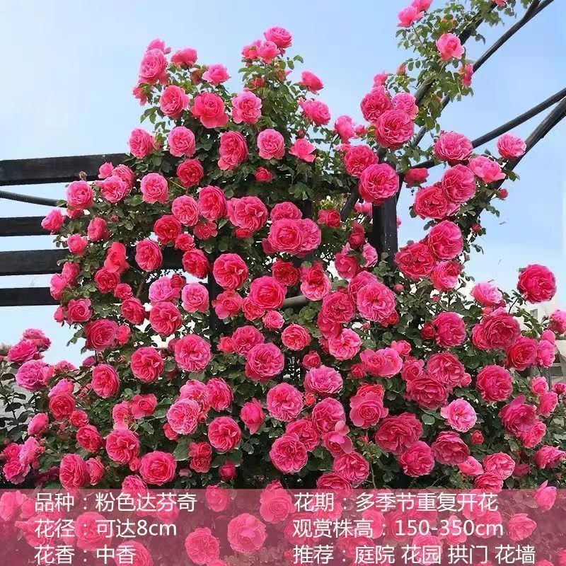 Flores de gran pila de rosas de rosa de temporada vieja, plantas de patio fragrantes, flores de balcón, flores de flores de rosa de rosa en todas las estaciones image 10