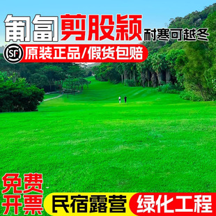 Fine Fescue Grass Seeds, No Pruning, Dwarf Courtyard, High-End Four-Season Evergreen, Cold-Resistant and Drought-Resistant Engineering Turf Lawn Seeds