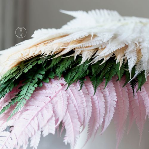 Immortal money fern dragon's claw fern big fern leaf dragon's beard preserved flower manufacturer wholesale dried flower floating bottle diy flower material