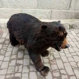 黑熊动物模型标本玩偶大型摆件影视道具拍照公园景点图片黑色白色