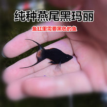 �ڬ��� ��β�ڬ����~ ̥���~ ����Ĥ���� �坍�~ �~���]���p
