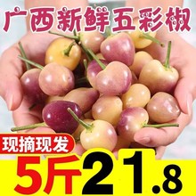 现摘广西七彩椒新鲜辣椒5斤蔬菜五彩椒泡椒小灯笼椒米椒包邮特10