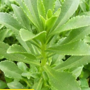 High Calcium Cabbage Seeds, Edible Wild Vegetables, Sowing in All Seasons, Balcony Potted Plants, Special Health Vegetable Seeds