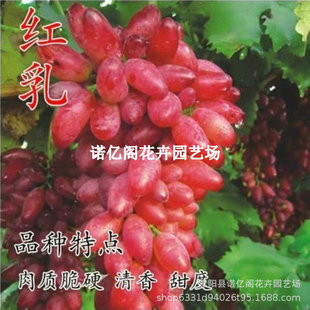 �tɫ�R�����������ј��ϱ����Nֲ����Լt�����ј���o�����Ә��m