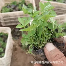 ���ݻ��ع�����ݮ���Թ��̾��^�G�������޸�ֲ�ﱭ����ݮ��ľ���l