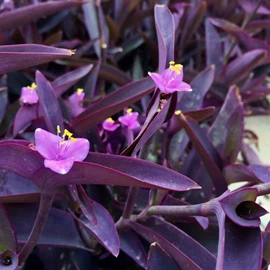 盆栽;干花;其他园林植物