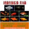 2 each of 8 colors of viviparous fish, a total of 16 fish, free fish food