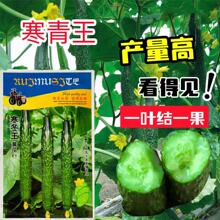 �S�ϷN����Ʒ�N ��ζ�� Ƥ�����GȿԽ�����������S��Ʒ�N�����