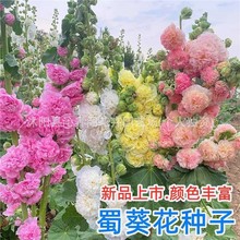 �ذ�������N�����Ի���һ�ɼt�׻��׷N�����̨�ļ����N�Ļ��N��