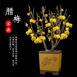 �D÷�����������D÷�辰�Ϙ��҃������D÷����÷����ͥԺ�ͺ�ֲ��
