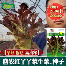 沙拉生菜种子 农田菜地农户盆栽种植早熟长势快沙拉生菜籽