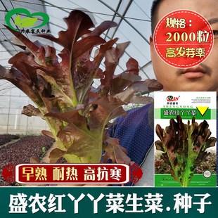 ɳ�����˷N�� �r��˵��r�����ԷNֲ�����L�ݿ�ɳ��������