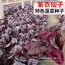 紫仙子菠菜种子紫衣仙子菠菜种子营养紫菠菜种子四季菠菜种子