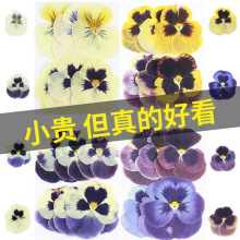 大尺寸三色堇角堇组合包干花批发押花手工diy材料包植物标本压花