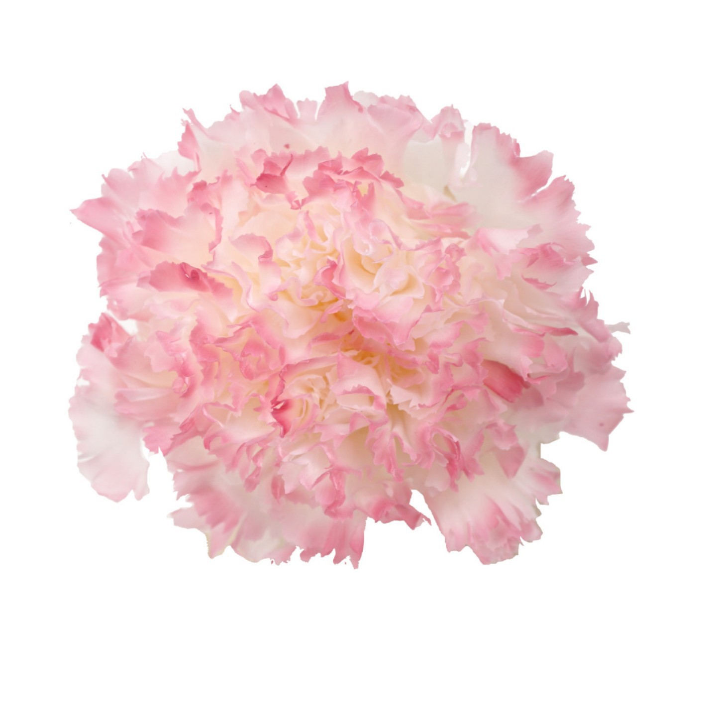 Cabezas de Claveles Preservadas A+, 4-5 cm, Paquete de 8, Arte Floral DIY, Caja de Regalo Educativa, Día de la Madre, Venta al por Mayor de Fábrica