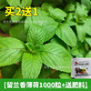 Edible mint seeds Potted four seasons of cat mint shy mosquito repellent grass species 孑 lemons and lemon mint species 孑