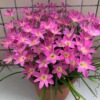 Wind and rain orchid ball pink and rainy orchid plant potted ball root flowers flowing four seasons flowers green plant leek ball seedlings and rain orchid