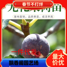 һ�����l�o��������粨���t�o�������Ե��Ԏ���ͥԺ�ش�o������