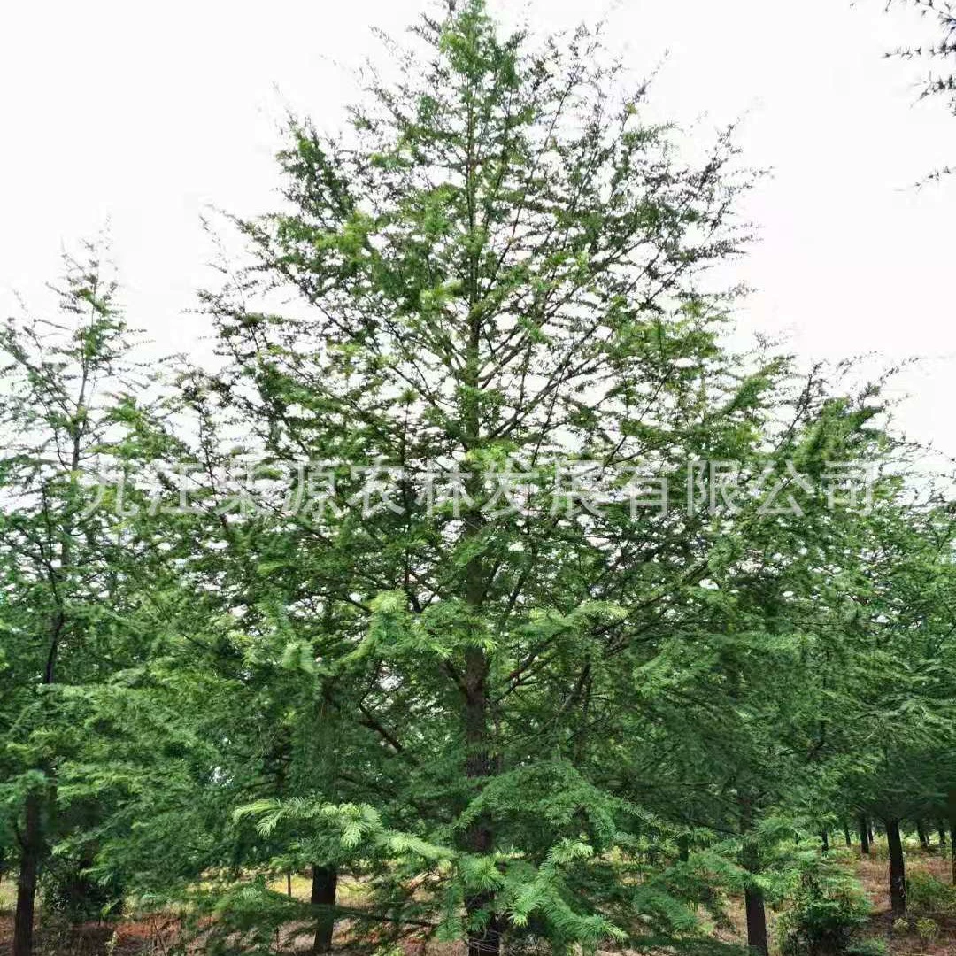 [Полные характеристики] Money Pine D 7cm Money Pine Water Tree Money Pine 10cm Money Pine 15cm