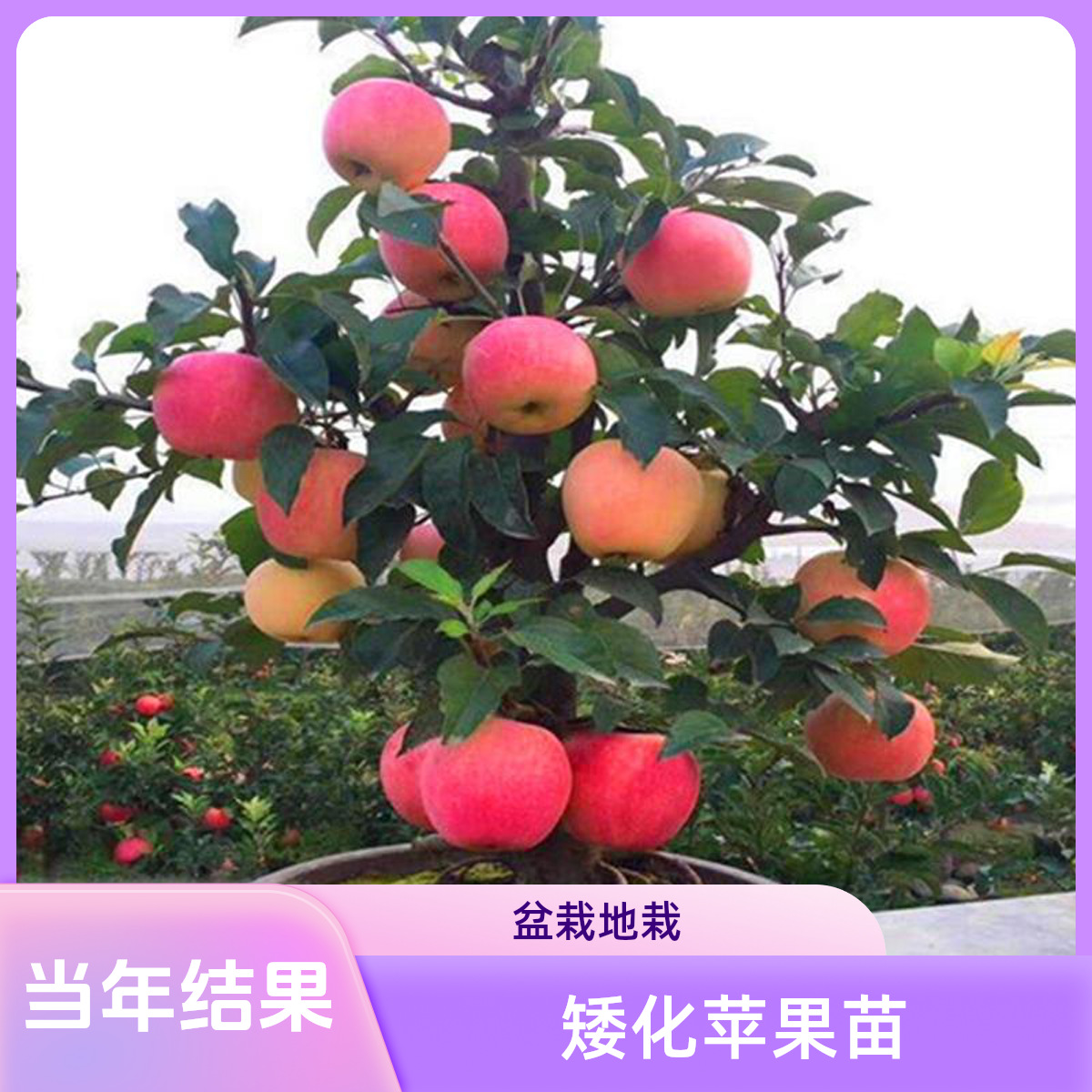 矮化苹果树盆栽地栽带果嫁接南北方种植红富士盆景树苗当年结果苗