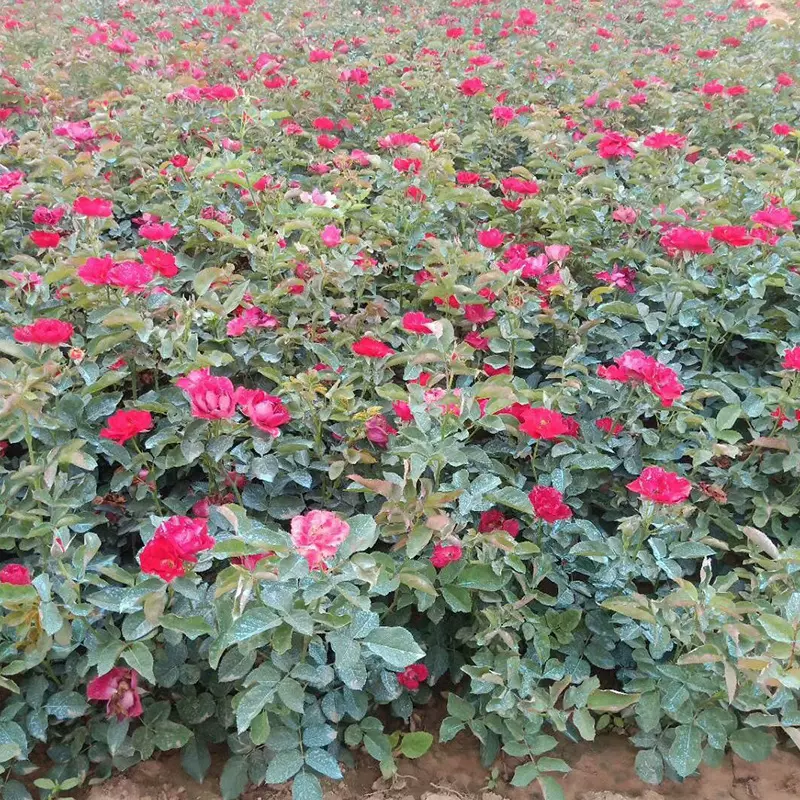 月季工程绿化红帽子微型月季 黄帽子灌木月季花 地栽丰花月季苗