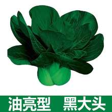 ļ߲˺~˷NӳS^ڴ^˷N@̨