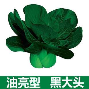 �ļ��߲˺��~��˷N�ӳ����S���^�����ڴ��^��˷N����@�̨����