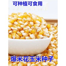 爆米花玉米种子高产早熟爆米花专用南北方大田种植爆裂玉米粒种籽
