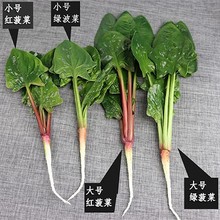 �����߲� ���߲�ģ���~�˼ٲ��� ���沨�˲˙����Ҿ�չʾ�b���