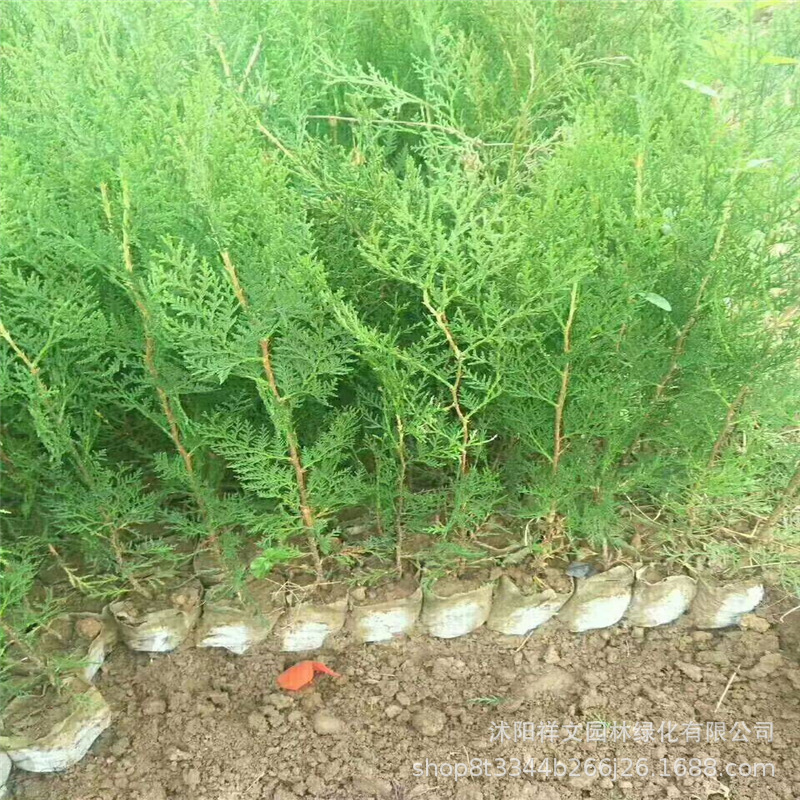 基地直销侧柏小苗 优质侧柏 四季常青庭院植物 规格齐全量大优惠-阿里巴巴