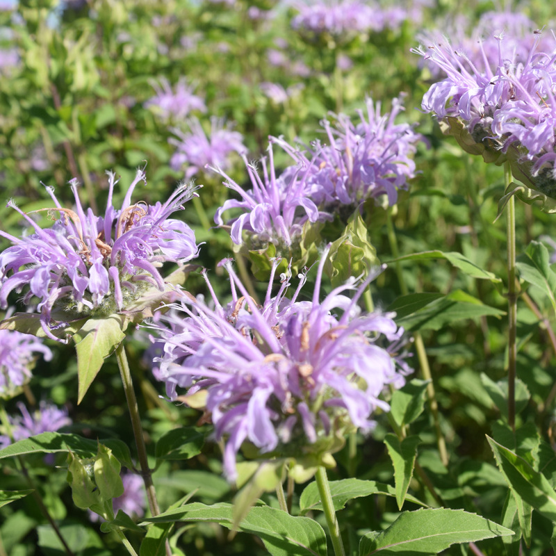 高山紫苑种子荷兰菊种子高岭紫菀菊花种字多年生香种子 报价 阿里巴巴