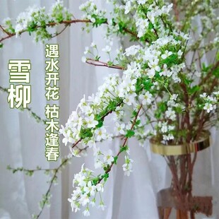 ѩ���r֦ˮ���֦֧�Gֲ���҃��r��ˮ�B�_�����������Բ廨���B