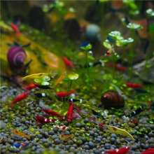 七彩魚缸觀賞蝦小蝦草缸淡水蝦冷水蝦除藻紅色藍色彩色寵物蝦壹