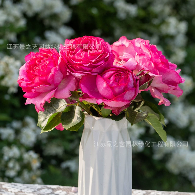 Eve Rouge Духи Китайская Роза Рассада Укорененная Большая рассада Срезанный цветок Роза Большой цветок Ароматный горшок Балкон Садовое растение