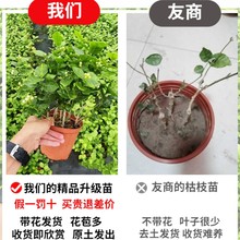 茉莉花苗盆栽带花苞九里香老桩驱蚊水培栀子花卉绿植物室内四 志