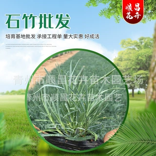 基地批发地被石竹 小杯苗量大供应庄园绿化 工程宿根系列地被石竹