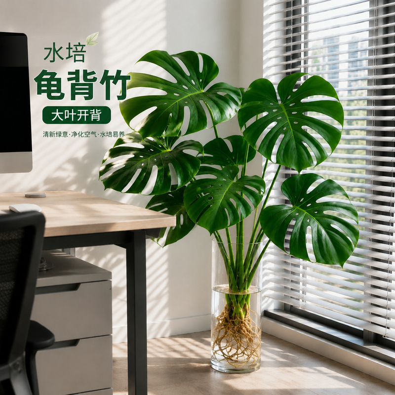 Large-Leaf Monstera Potted Plant, Indoor Hydroponic or Soil-Grown, Easy-To-Care-For Plant That Purifies the Air, Flower and Green Plant Seedling Large-Leaf Monstera Potted Plant, Indoor Hydroponic or Soil-Grown, Easy-To-Care-For Plant That Purifies the Air, Flower and Green Plant Seedling