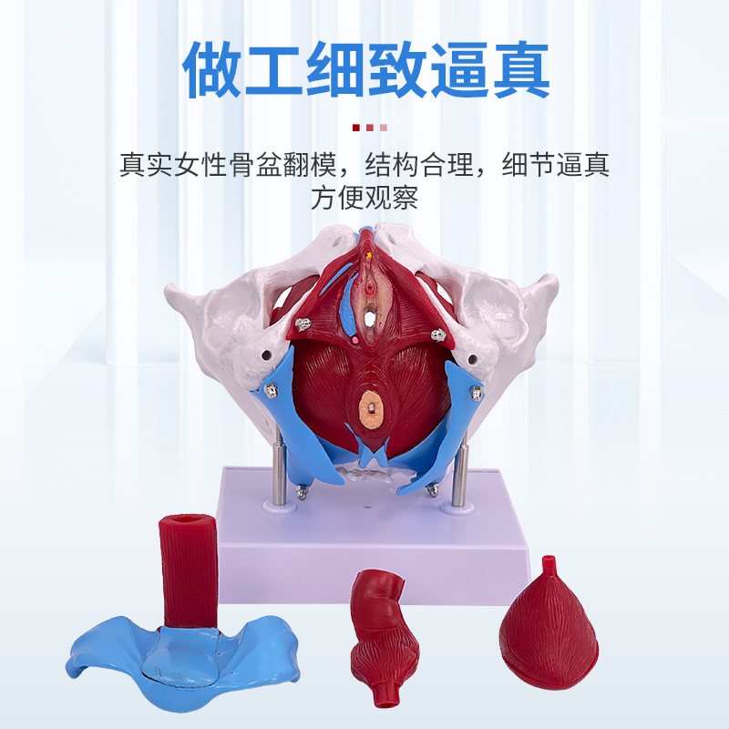 ��ѧ������׼�Ů�Թ��輰�ӹ�ģ��Ů����ǻ�ṹ������׼��⿵��