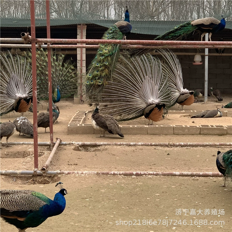 Живописное место декоративные павлина фермы поставляют павлина саженцы открытый экран павлина видов павлина сколько стоит декоративный павлин