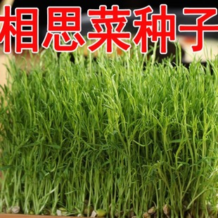 ͥԺ�̨�Nֲ�Gɫ�o�����߲�������˼�˷N�������㶹�R������