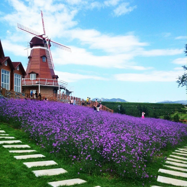 Семена цветов Ива Вербена семена многолетние садовые ландшафт озеленение Легко расти четыре сезона семена цветов