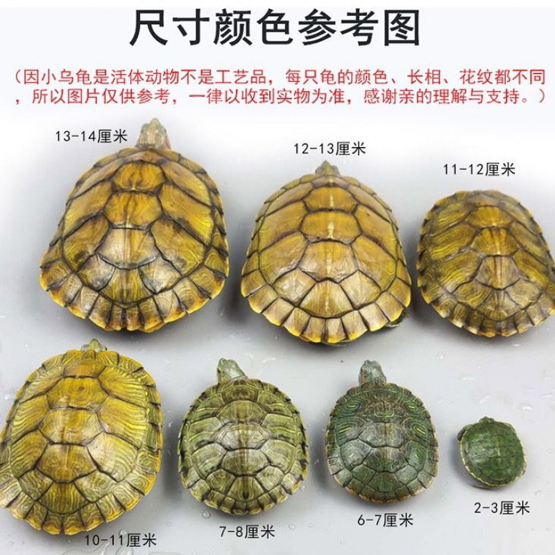 Domestic Turtles, Easy to Care For, Large Aquatic Turtles, Couple Turtles, Pet Turtles, Live Turtles, Brazilian Turtles, Ornamental Turtles, a Pair Domestic Turtles, Easy to Care For, Large Aquatic Turtles, Couple Turtles, Pet Turtles, Live Turtles, Brazilian Turtles, Ornamental Turtles, a Pair
