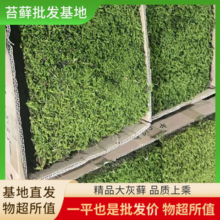 Big Gray Moss Wholesale Moss Turf Fresh Moss Indoor Outdoor Moss Moss Zen Landscaping Moss