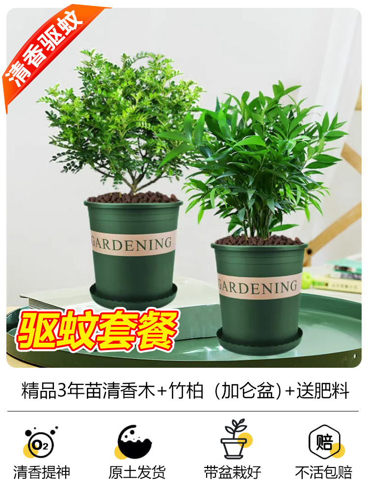 [모기퇴치 패키지] 향목 3년 + 대나무, 편백나무 3년(갤런 화분) + 비료 2개 무료