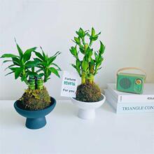 招财富贵竹文昌竹观音竹步步高苔藓球办公室内桌面绿植花卉盆栽