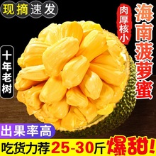 海南菠萝蜜黄心新鲜一整个波罗蜜当季水果三亚特产整箱包邮