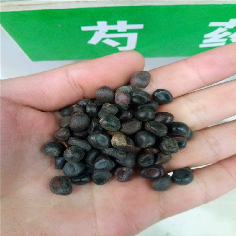 Новосборные деревья, цветы, семена пиона, подсолнечник, кукуруза высокоурожайная, фрукты и овощи оптом, Гарантированная норма бутона