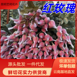 Red Roses Yunnan Flowers Wholesale Wedding Chinese Valentine's Day Teacher's Day Flowers Wholesale Fresh Cut Flowers Gifts