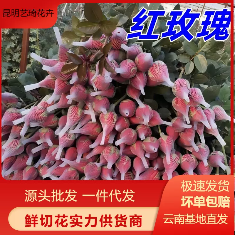 红色玫瑰花云南鲜花批发婚礼家用妇女节女神节花卉批发鲜切花礼品