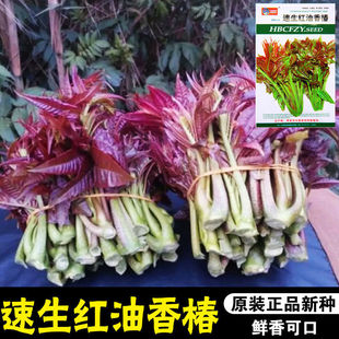�ļ������㴻�N���㴻��ѿ��ˮ��Nֲ���Լt���㴻�����㴻ѿ�߲�